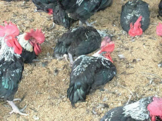 全球多国爆发禽流感疫情菲农民团体促禁止鸡肉进口
