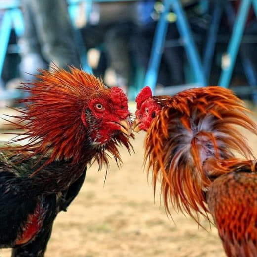 菲律宾政府批准恢复斗鸡活动