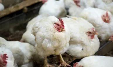 菲暴发H5N1禽流感近8万只家禽死亡