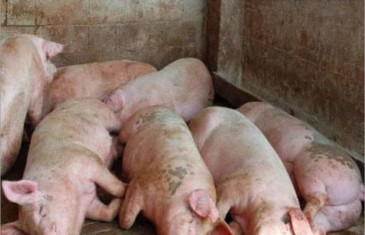 据菲媒，菲律宾哥打巴托市的官员们周三表示，非洲猪瘟（ASF）已经感染了...