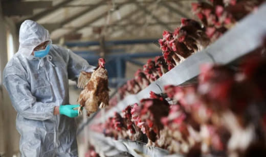 农业部确认吕宋多地爆发禽流感