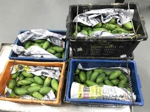 吉马拉斯省政府缉获150公斤偷运进岛的新鲜芒果