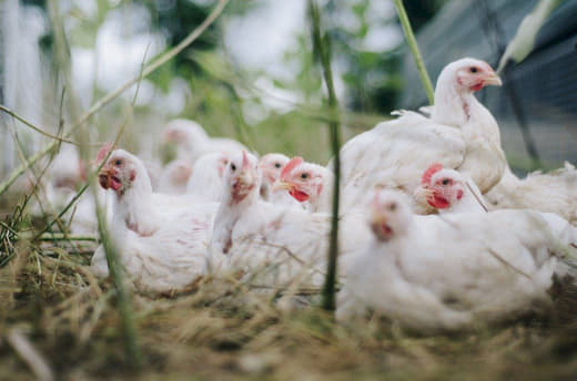 菲律宾多地暴发禽流感！将近10万只禽类被扑杀！
