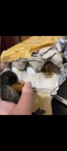 海外菲律宾人购买毛蛋收到包裹时却已孵出小鸭