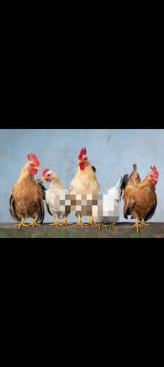 菲农业部公布干预措施以解家禽价格上涨问题