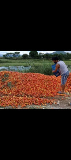 菲律宾玉米、鸡肉缺货，西红柿泛滥成灾农民痛扔