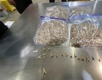 菲律宾宿务市海关局查扣5公斤鲨鱼牙
