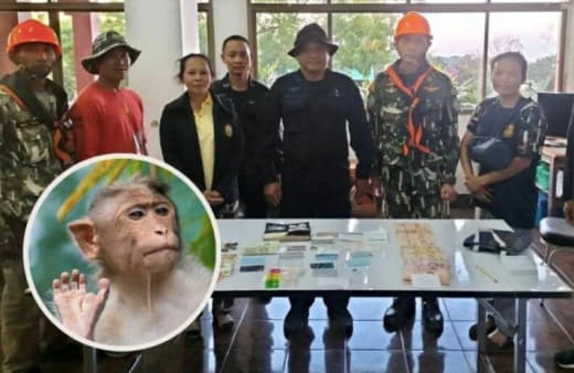 泰国猴子有多佛系？包里没吃的，就算有50万现金也给你扔咯！