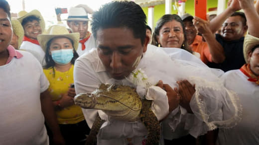 墨西哥的一位市长维克多·雨果·索萨近日与一只雌性凯门鳄举行婚礼，并在婚...