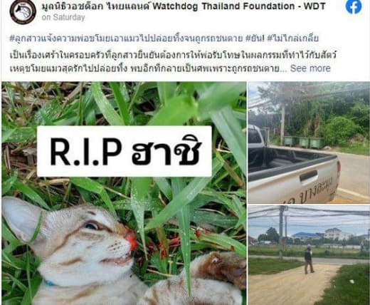 泰国一名父亲发现女儿的猫咪偷吃肉丸，气到把猫咪赶出家门、带到附近寺庙弃...