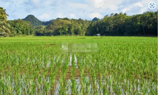 为实现大米自给自足，菲150万公顷沃土将种植杂交水稻