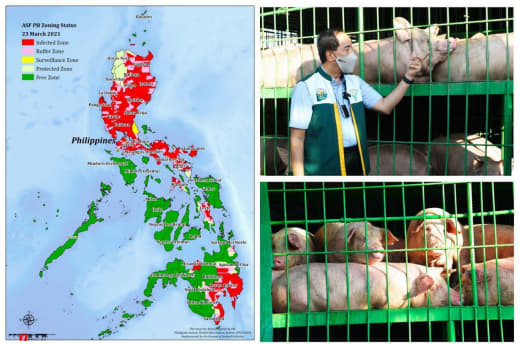 当时时间3月27日，菲律宾农业部(DA)宣布将进口60万剂非洲猪瘟(A...