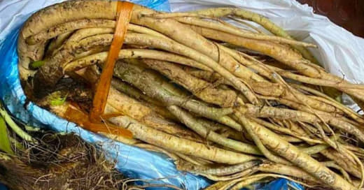2中国人违规携带26公斤农产品入境菲律宾被拦