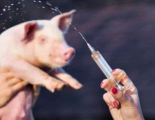 菲律宾政府进口60万剂非洲猪瘟疫苗