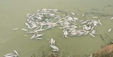 4月17日气温上升，磅清扬省一养殖鱼约20吨陆续死亡
