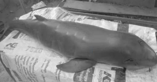 据柬媒消息，干拉省穆甘布县一头刚出生2个月重量14.4公斤的河豚，因为...