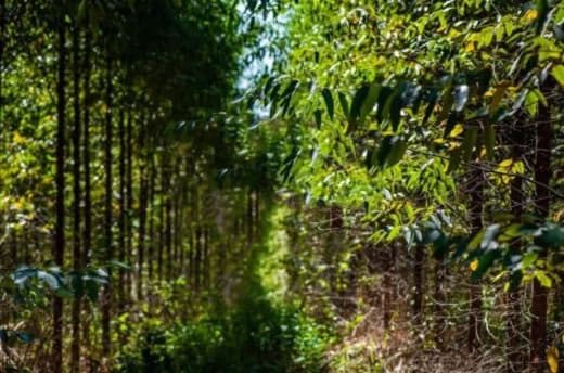 柬埔寨是以农业为梁柱的国家，不过在人工植树领域则是迟迟发展不起来，业内...