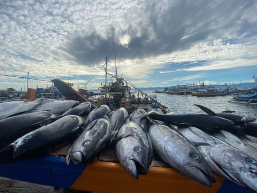 菲律宾农业部渔业水产资源局(BFAR)表示，该国现在已经成为世界领先的...