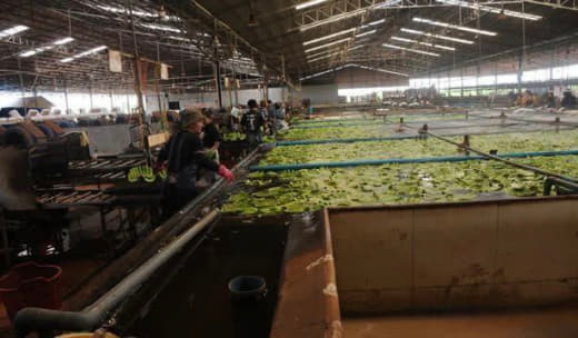 据本地媒体报道，位于磅湛省上丁县的中资香蕉园计划扩大种植面积，以满足日...