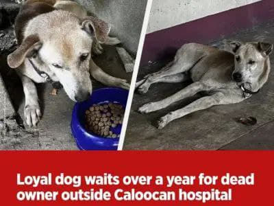 菲律宾一只狗狗自从主人确诊新冠肺炎住院后，就一直守在医院门口，等待主人...
