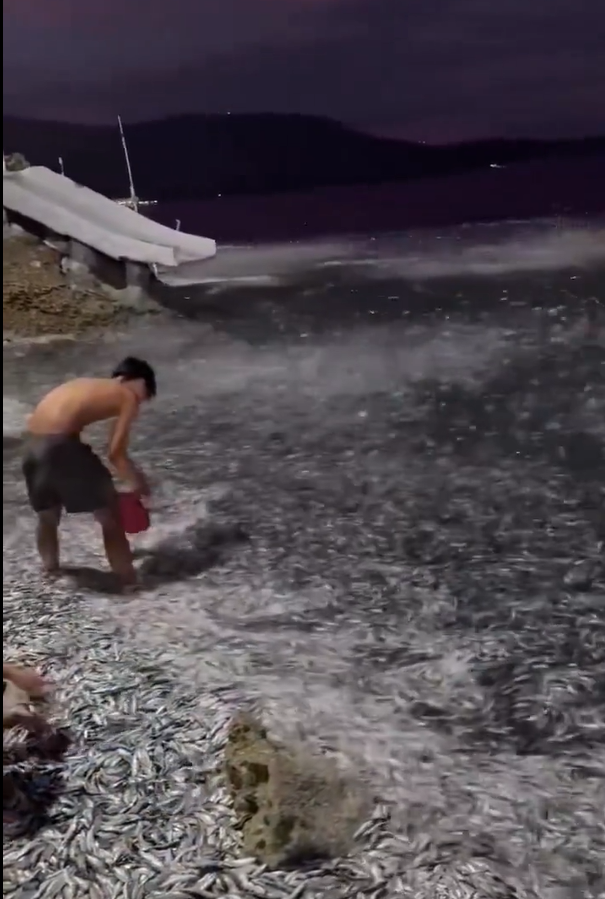 网友投稿 棉兰老岛，海滩上突然出现成千上万的鱼...